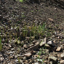 2014-03-11-monocots-probably-wild-hyacinth-sprouting-after-rain-Chumash-Trail-IMG 3335