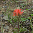 2014-03-25-Castilleja-affinis-Indian-paintbrush-blooming-Chumash-Trail-IMG 3394
