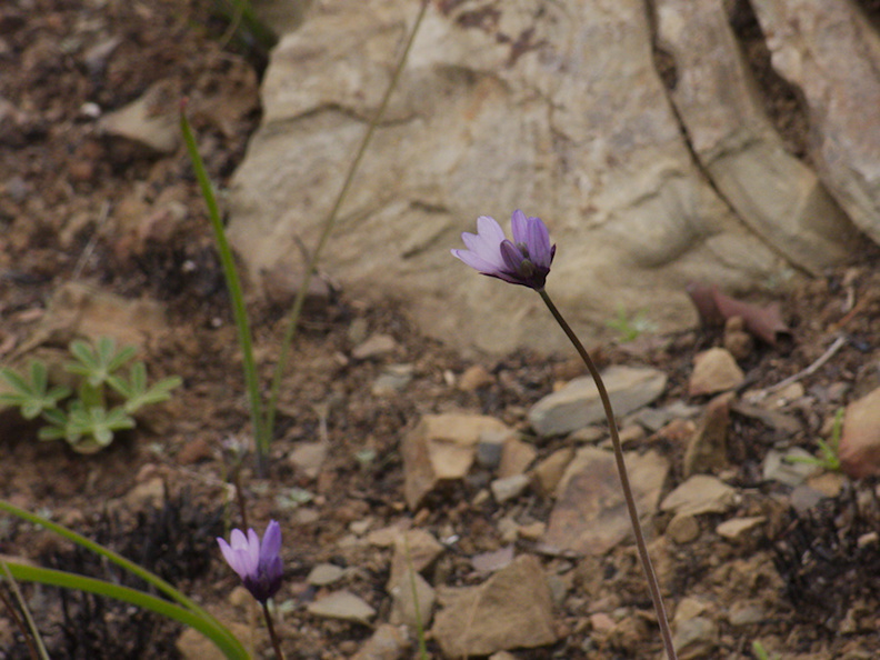2014-03-25-Dichelostemma-capitatum-wild-hyacinth-blue-dicks-blooming-Chumash-Trail-IMG 3397