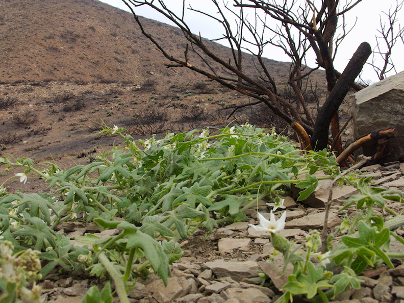 2014-03-25-Marah-macrocarpa-cucamonga-manroot-flowering-Chumash-Trail-IMG_3408.jpg