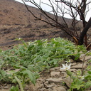 2014-03-25-Marah-macrocarpa-cucamonga-manroot-flowering-Chumash-Trail-IMG 3408