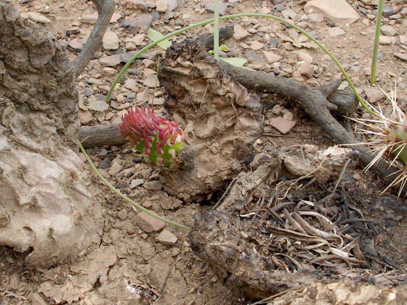 2014-03-25-Opuntia-littoralis-coast-prickly-pear-new-pads-Chumash-Trail-IMG_3403.jpg