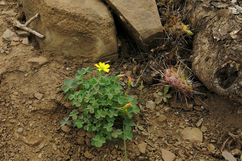 2014-03-25-Oxalis-sp-flowering-Chumash-Trail-IMG_3401.jpg