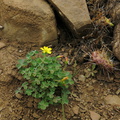 2014-03-25-Oxalis-sp-flowering-Chumash-Trail-IMG 3401