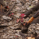 2014-03-25-Rhus-integrifolia-lemonadeberry-stump-sprouting-Chumash-Trail-IMG 3404