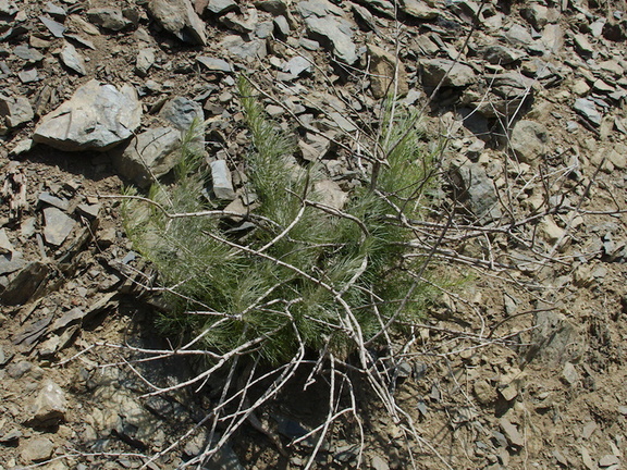 Artemisia-californica-coast-sagebrush-stump-sprouting-Pt-Mugu-2014-05-19-IMG 3771