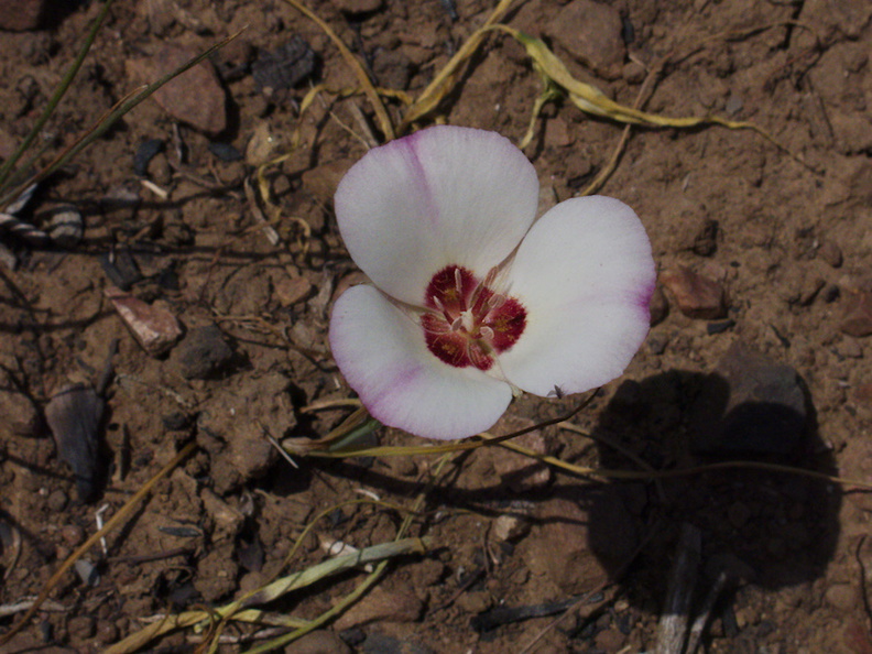 Calochortus-catalinae-mariposa-lily-Pt-Mugu-2014-05-19-IMG_3714.jpg