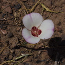 Calochortus-catalinae-mariposa-lily-Pt-Mugu-2014-05-19-IMG 3714