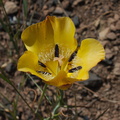 Calochortus-clavatus-clubhair-mariposa-lily-Pt-Mugu-2014-05-19-IMG 0130