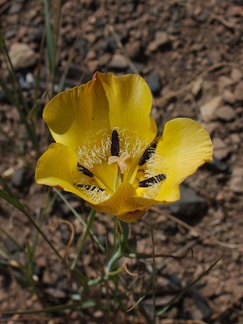 Calochortus-clavatus-clubhair-mariposa-lily-Pt-Mugu-2014-05-19-IMG 0130