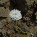 Chaenactis-artemisifolia-white-pincushion-Pt-Mugu-2014-05-19-IMG 3669