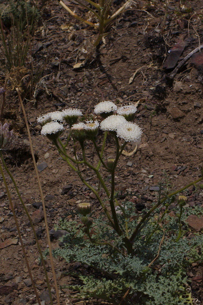 Chaenactis-artemisifolia-white-pincushion-Pt-Mugu-2014-05-19-IMG_3678.jpg