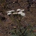 Chaenactis-artemisifolia-white-pincushion-Pt-Mugu-2014-05-19-IMG 3678