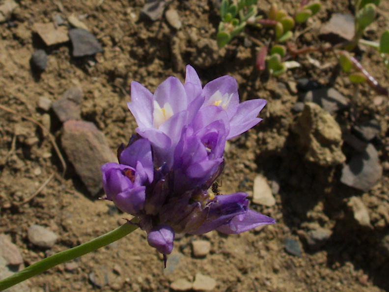 Dichelostemma-capitatum-wild-hyacinth-Pt-Mugu-2014-05-19-IMG_3788.jpg
