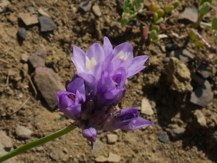 Dichelostemma-capitatum-wild-hyacinth-Pt-Mugu-2014-05-19-IMG 3788