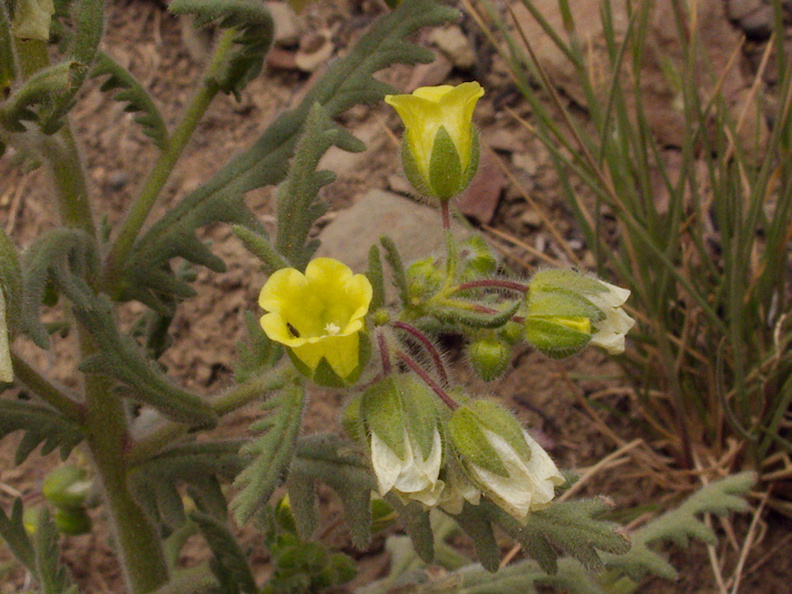 Emmenanthe-penduliflora-whispering-bells-Pt-Mugu-2014-05-19-IMG_3641.jpg