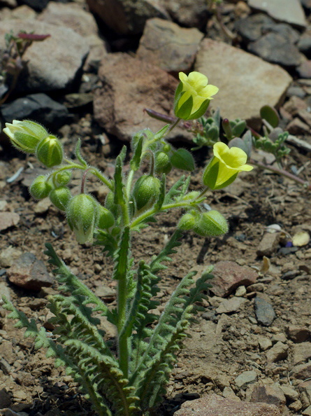 Emmenanthe-penduliflora-whispering-bells-Pt-Mugu-2014-05-19-IMG_3755.jpg