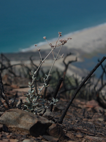 Eriogonum-cinereum-ashy-leaved-buckwheat-flowering-Chumash-2013-10-21-IMG_9835.jpg