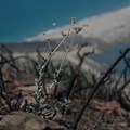 Eriogonum-cinereum-ashy-leaved-buckwheat-flowering-Chumash-2013-10-21-IMG 9835