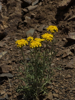 Eriophyllum-confertiflorum-golden-yarrow-Pt-Mugu-2014-05-19-IMG 3829