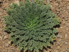 Erodium-cicutarium-redstem-filaree-basal-leaf-rosette-Pt-Mugu-2014-05-19-IMG 3768