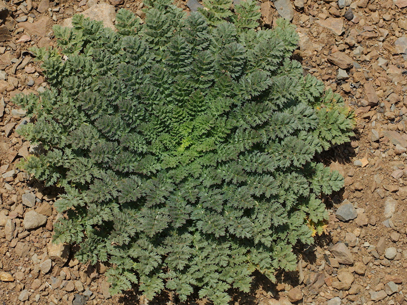 Erodium-cicutarium-redstem-filaree-basal-leaf-rosette-Pt-Mugu-2014-05-19-IMG 3768