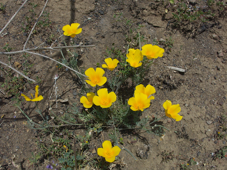 Eschscholtzia-californica-poppy-Pt-Mugu-2014-05-19-IMG_3668.jpg