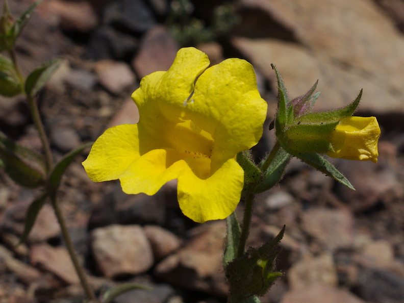 Mimulus-brevipes-widethroated-yellow-monkeyflower-Pt-Mugu-2014-05-19-IMG 3753