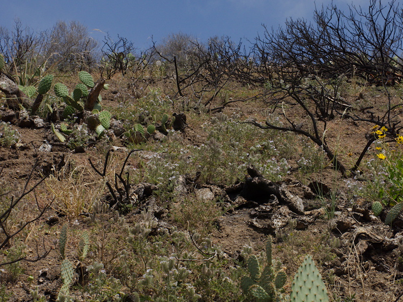 Phacelia-cicutaria-flowering-hillside-Pt-Mugu-2014-05-19-IMG_3676.jpg