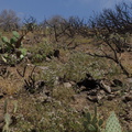 Phacelia-cicutaria-flowering-hillside-Pt-Mugu-2014-05-19-IMG 3676
