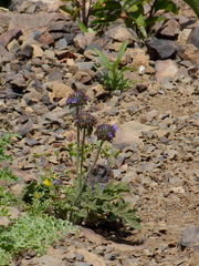 Salvia-columbariae-chia-Pt-Mugu-2014-05-19-IMG 3821