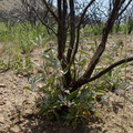 Salvia-leucophylla-pink-sage-stump-sprouting-Pt-Mugu-2014-05-19-IMG 3804