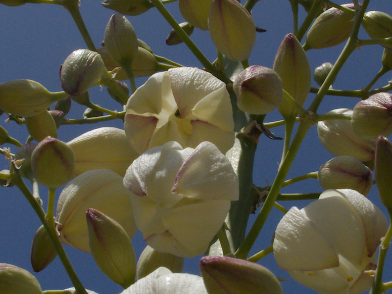 Yucca-whipplei-flowering-Pt-Mugu-2014-05-19-IMG_3799.jpg