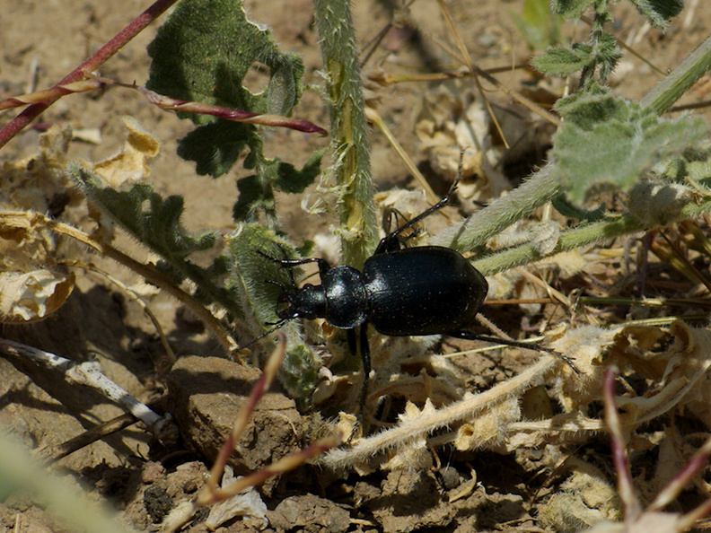 ground-beetle-Carabus-vinctus-Pt-Mugu-2014-05-19-IMG_3836.jpg
