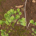 Asterella-sp-thallose-liverwort-Triunfo-Canyon-2012-12-19-IMG_7000.jpg