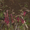 Paeonia-californica-wild-peony-first-leaves-Triunfo-Canyon-2012-12-19-IMG_7002.jpg