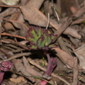 Paeonia-californica-wild-peony-first-leaves-Triunfo-Canyon-2012-12-19-IMG_7009.jpg