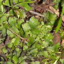 Targionia-sp-thallose-liverwort-Triunfo-Canyon-2012-12-19-IMG 6998