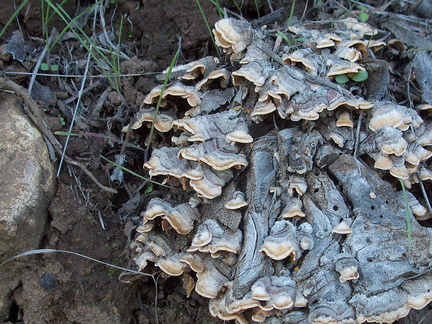 bracket-fungus-Triunfo-Canyon-2012-12-19-IMG 3108