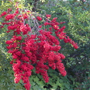 pyracantha-with-red-fruit-in-garden-near-Triunfo-Canyon-2012-12-19-IMG 7015