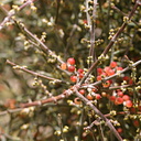 arceuthobium-mistletoe-fruit-palm-canyon-2008-02-18-img 6292