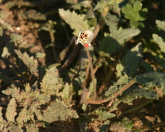 camissonia-claviformis-browneyed-primrose-visitors-center-2008-02-17-img 6237