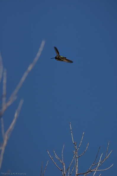 costas-hummingbird-palm-canyon-2008-02-22--flying-img_6331.jpg