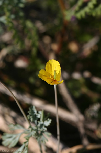 escholtzia-minutiflora-little-gold-poppy-near-S3-2008-02-17-img_6212.jpg