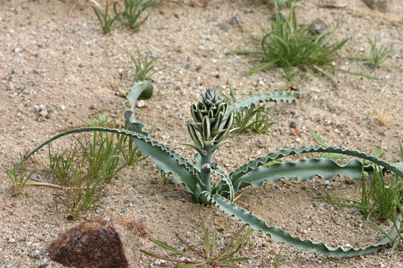 hesperocallis-undulata-desert-lily-near-S3-2008-02-17-img 6262 | M