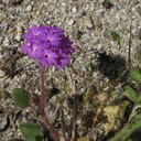 Abronia-villosa-sand-verbena-Mine-Wash-site2-2009-03-07-IMG 2145