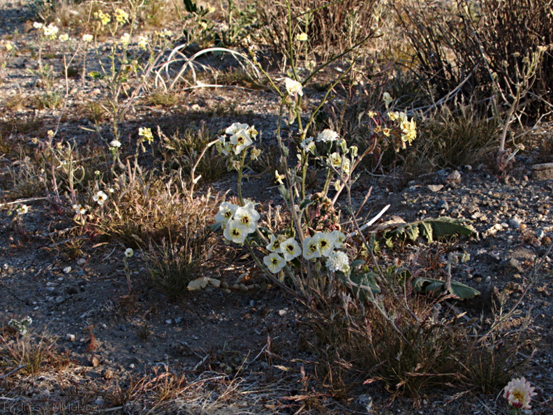Camissonia-claviformis-brown-eyed-primrose-Slot-Canyon-area-2009-03-08-IMG_2281.jpg