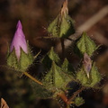 Eremalche-rotundifolia-desert-five-spot-buds-Slot-Canyon-area-2009-03-08-CRW_7885.jpg