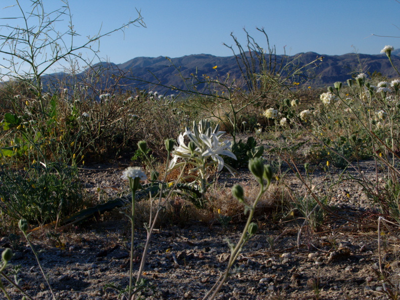 Hesperocallis-undulata-desert-lily-Slot-Canyon-area-2009-03-08-IMG_2283.jpg