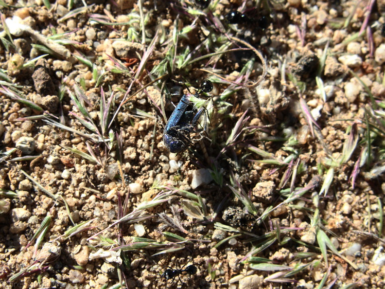 ants-nest-provisions-Slot-Canyon-2009-03-08-IMG_2323.jpg
